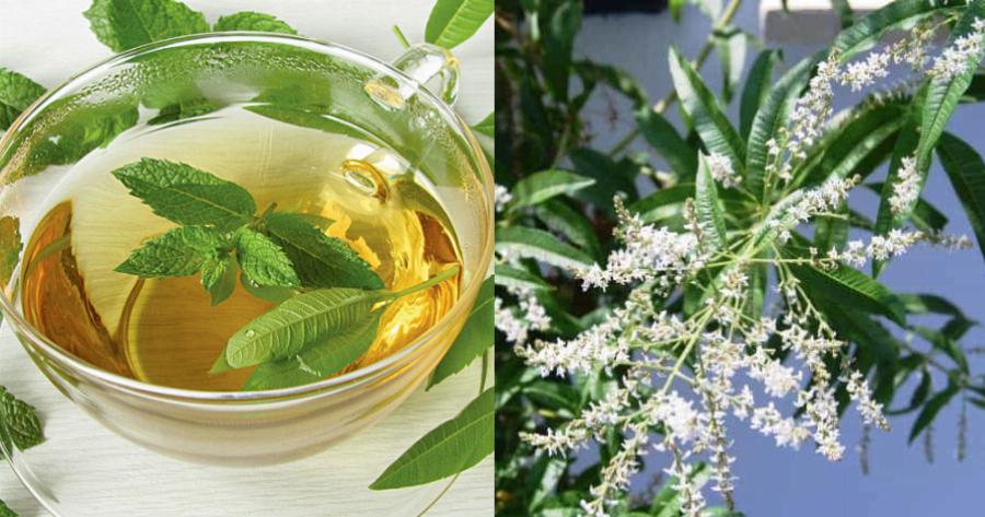 Λουίζα: Θεραπεύει νοσήματα του πεπτικού συστήματος και βοηθάει όταν υποφέρουμε από διάφορες παθήσεις