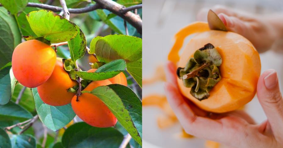 Λωτός: Ο σωστός τρόπος κατανάλωσης, οι ευεργετικές ιδιότητες και ο κρυφός κίνδυνος