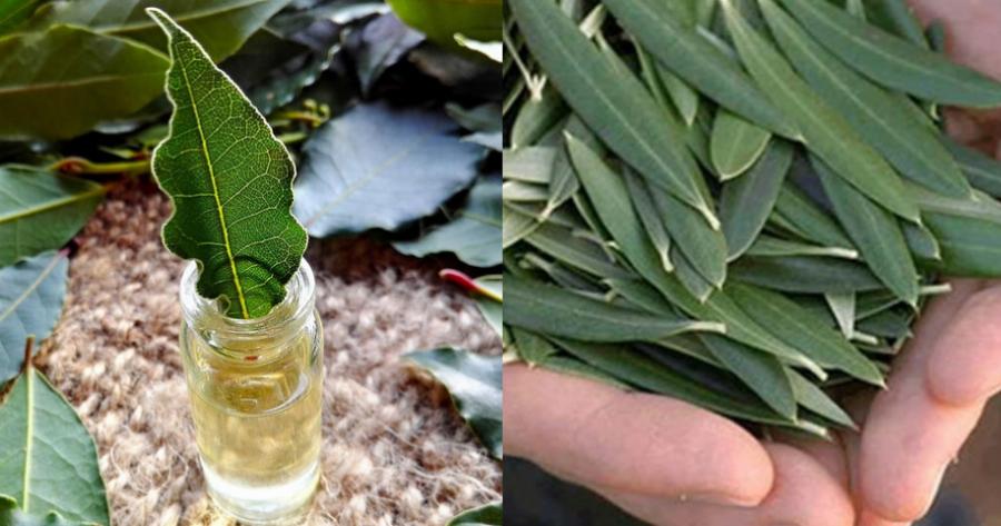 Το ταπεινό φύλλο που αποτρέπει εγκεφαλικό επεισόδιο, υπέρταση, διαβήτη, αλτσχάιμερ και όχι μόνο