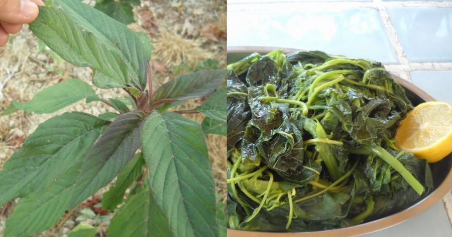 Χόρτα βλίτα: Ανεκτίμητη η διατροφική αξία τους – Ποια τα οφέλη, οι παρενέργειες και τι να προσέχετε