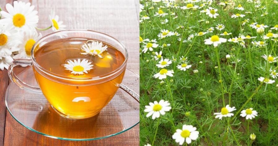 Χαμομήλι: Βοηθά στην ανακούφιση από φλεγμονές και σπασμούς – Προστατεύει από τα βακτήρια που προκαλούν έλκος στομάχου