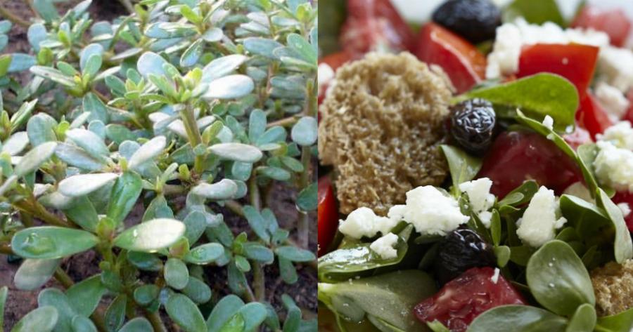 Γλυστρίδα ή Αντράκλα: Προστατεύει από τον καρκίνο, τις φλεγμονές και το εγκεφαλικό – Συμβάλλει στην πρόληψη αυτισμού