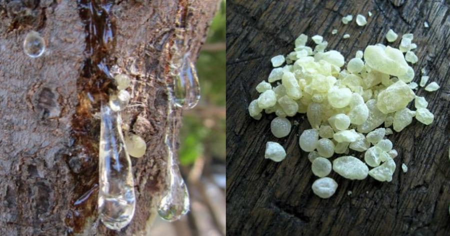 Μαστίχα Χίου: Έχει 70 θεραπευτικές ιδιότητες – Έχει αντικαρκινική δράση και αντιβακτηριδιακές ιδιότητες