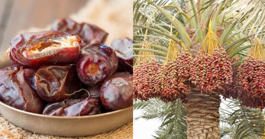 Χουρμάδες: Έχουν αντικαρκινική δράση, βελτιώνουν την πέψη, δυναμώνουν τα οστά και διατηρούν υγιή την καρδιά