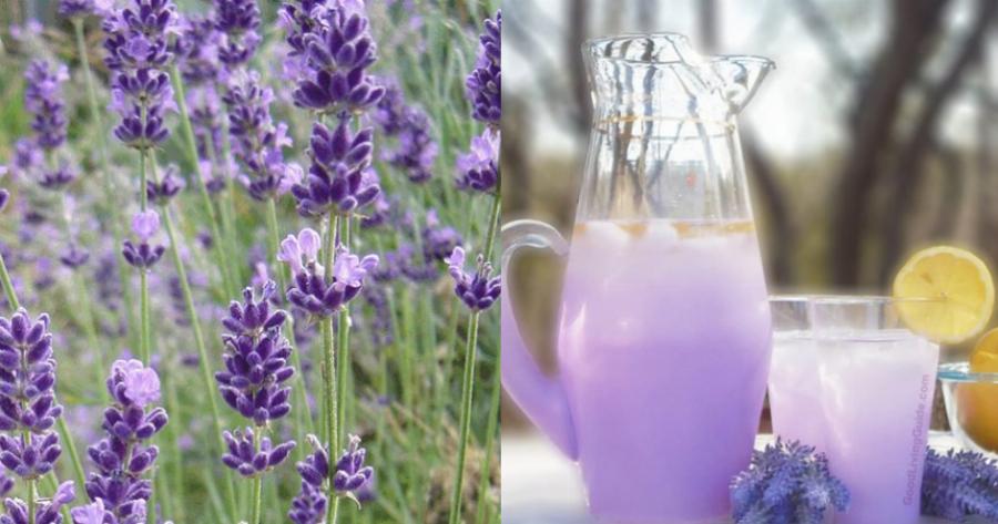 Λεβάντα: Ανακουφίζει από τον πονόδοντο, αντιμετωπίζει την πιτυρίδα και βοηθά στον εκνευρισμό