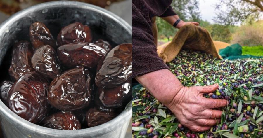 Ελιές: Μειώνουν τον κίνδυνο για ορισμένες ασθένειες όπως η νόσος Αλτσχάιμερ, τους καλοήθης και κακοήθεις όγκους