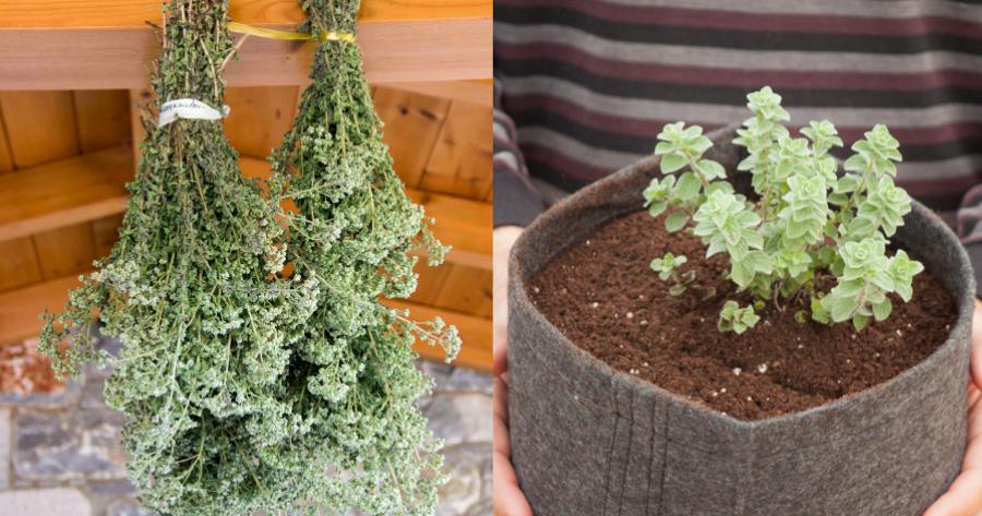 Ρίγανη: Δυναμώνει το σώμα, βελτιώνει τα σημάδια ψωρίασης, συμβάλλει κατά των μολύνσεων και κατά της δυσάρεστης αναπνοής