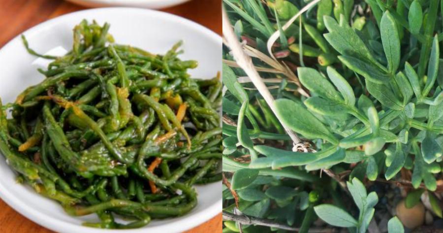 Κρίταμο: Το βότανο που εκτιμούσε ο Ιπποκράτης, η σπουδαία διατροφική αξία και τι να προσέχετε στην κατανάλωση