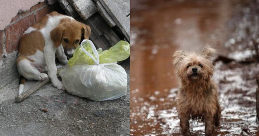 Συμβουλές σωτηρίας αδέσποτων ζώων: «5 λεπτά αρκούν» – Τι πρέπει να κάνουμε για να τα σώσουμε από την βαρυχειμωνιά