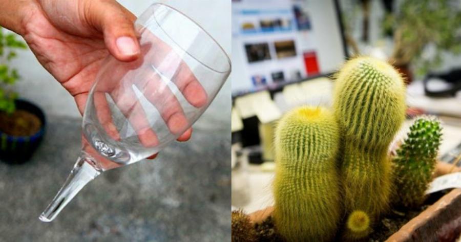 Φενγκ Σούι: Ποια είναι τα 5 πράγματα που φέρνουν γρουσουζιά στο σπίτι – Πρέπει να τα ξεφορτωθείς άμεσα