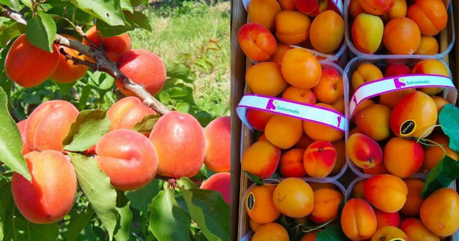 Βερίκοκα: Είναι πηγή μακροζωίας και συμβάλλουν στην πρόληψη ορισμένων μορφών καρκίνου