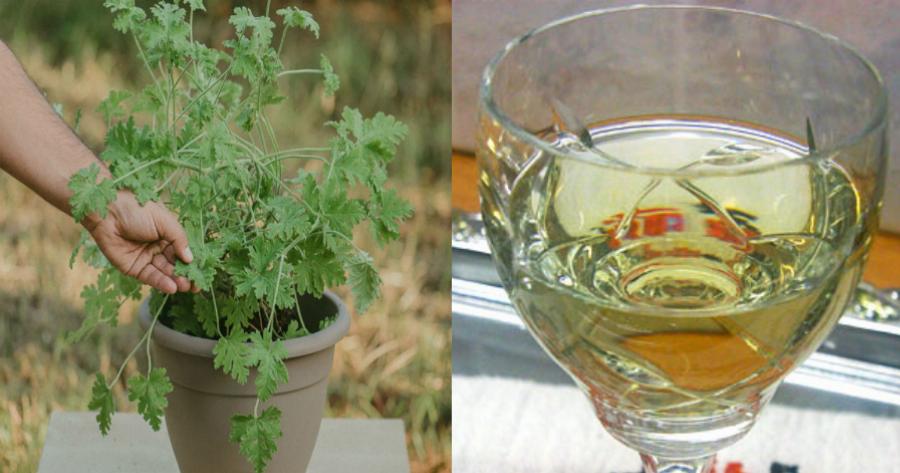 Αρμπαρόριζα: Ενδείκνυται για εκείνους που υποφέρουν από κατάθλιψη – Είναι επουλωτικό, διουρητικό και αντιδιαβητικό