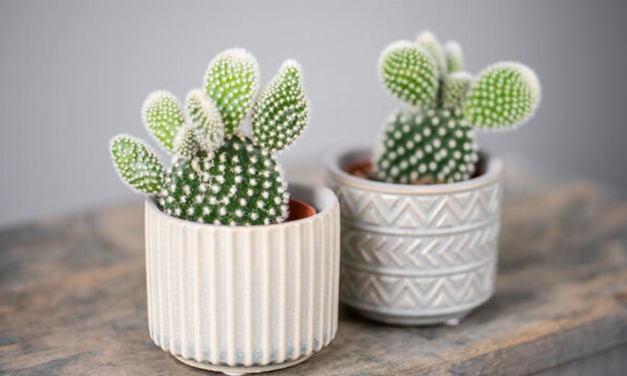 Φενγκ Σούι: Ποια είναι τα 5 πράγματα που φέρνουν γρουσουζιά στο σπίτι – Πρέπει να τα ξεφορτωθείς άμεσα