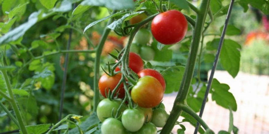 Σολανόδεντρο: Το μοναδικό δέντρο στο οποίο φυτρώνουν ταυτόχρονα ντομάτες, μελιτζάνες και πιπεριές
