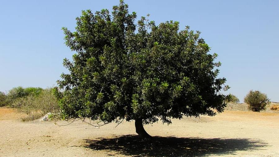 Χαρουπιά: To άγνωστο για πολλούς δέντρο της Ελλάδας με τις πολύτιμες ιδιότητες