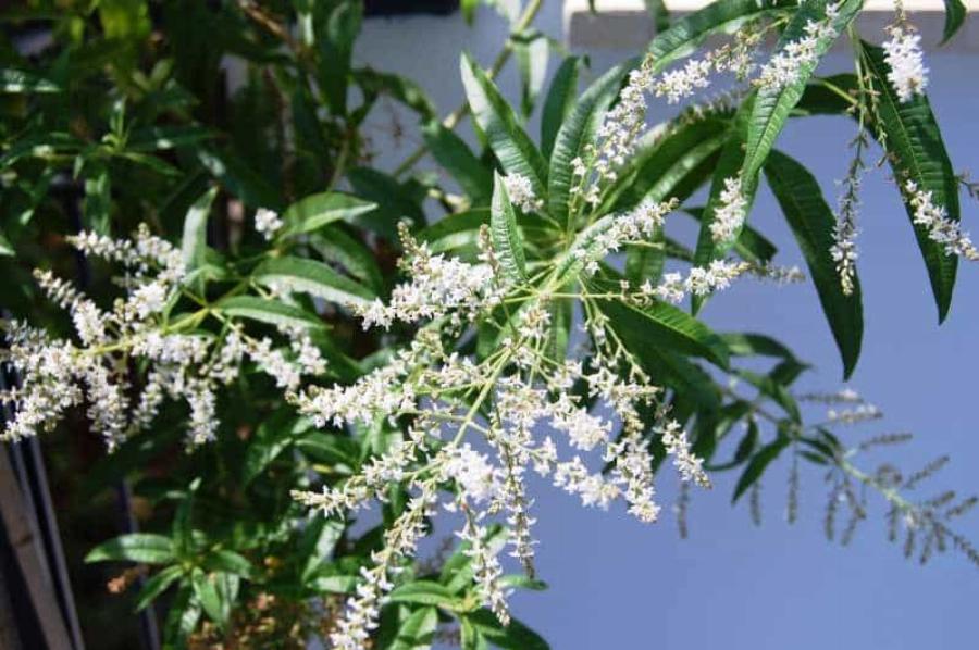 Λουίζα: Θεραπεύει νοσήματα του πεπτικού συστήματος και βοηθάει όταν υποφέρουμε από διάφορες παθήσεις