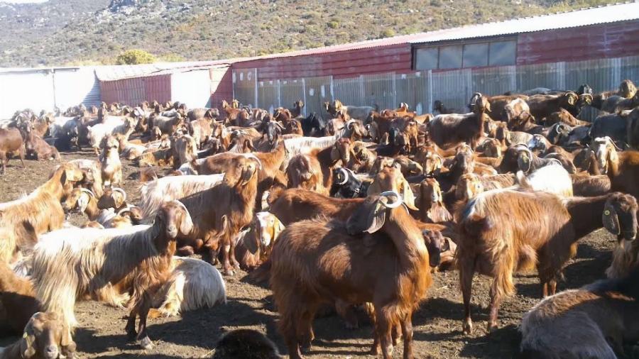 Ακόμα μια πρωτιά: Η Ελλάδα είναι πρώτη στην Ευρώπη σε πληθυσμό γιδιών