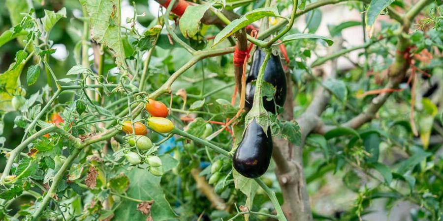 Σολανόδεντρο: Το μοναδικό δέντρο στο οποίο φυτρώνουν ταυτόχρονα ντομάτες, μελιτζάνες και πιπεριές