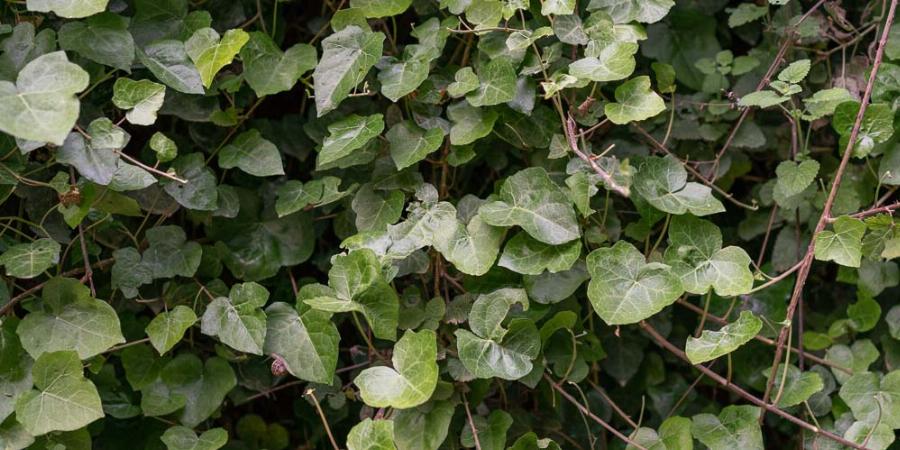 Παράγουν οξυγόνο και καθαρίζουν τις σκόνες και τις τοξίνες του αέρα – Tα φυτά – βόμβες οξυγόνου