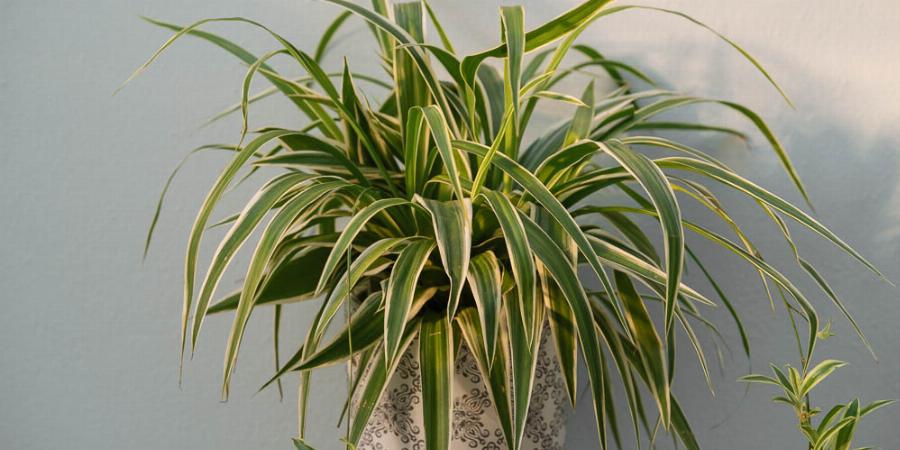 Παράγουν οξυγόνο και καθαρίζουν τις σκόνες και τις τοξίνες του αέρα – Tα φυτά – βόμβες οξυγόνου