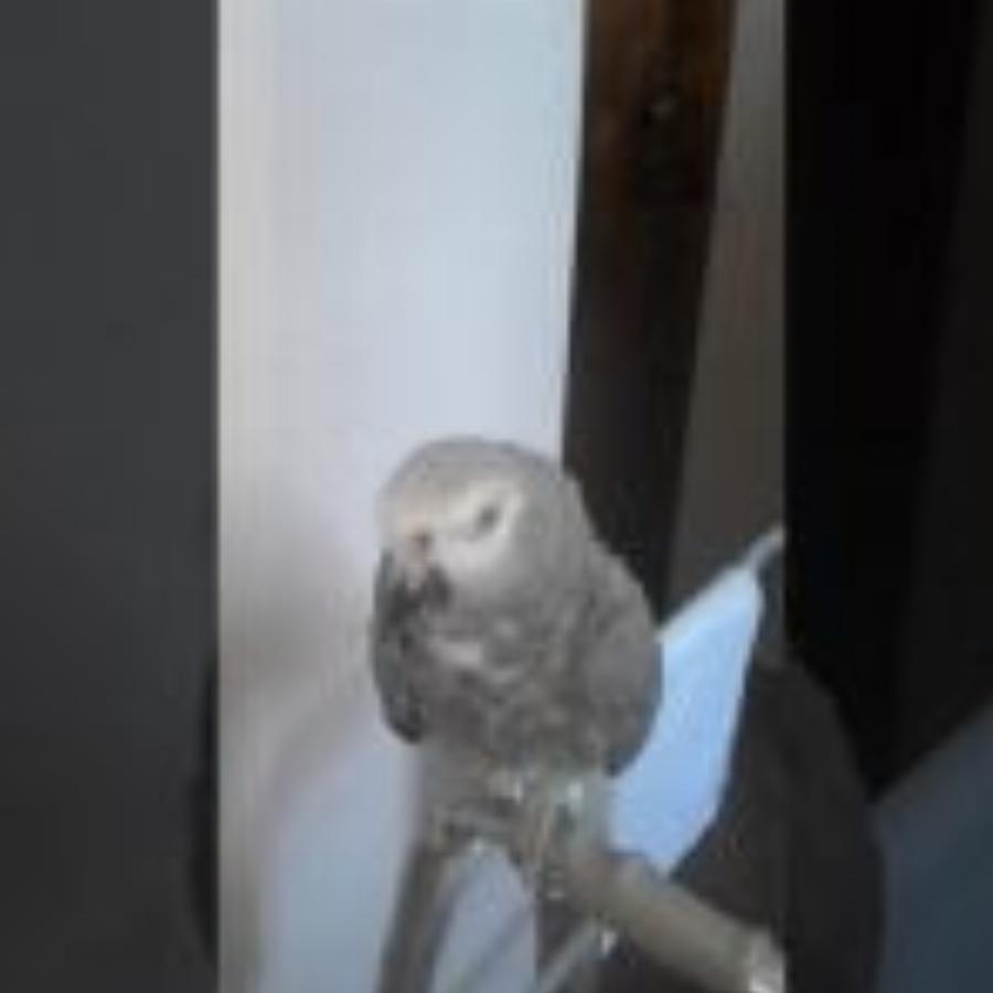 Ο Πέτρος, ο παπαγάλος του Αγίου Πορφυρίου 31 χρόνια λέει την ευχή