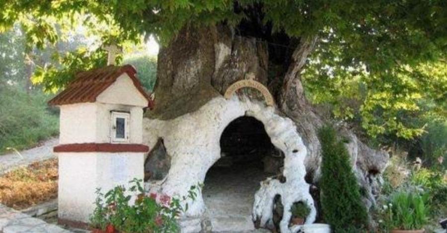 Πλάτανος που άντεξε πόλεμο και πυρκαγιά, μετατράπηκε σε ένα όμορφο εκκλησάκι της Παναγίας