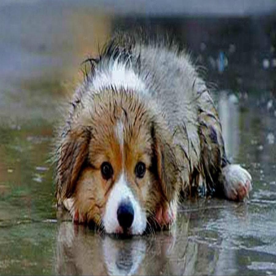 Συμβουλές σωτηρίας αδέσποτων ζώων: «5 λεπτά αρκούν» – Τι πρέπει να κάνουμε για να τα σώσουμε από την βαρυχειμωνιά