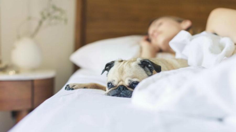 Τα πραγματικά οφέλη όταν αφήνετε τον σκύλο σας να κοιμάται μαζί σας