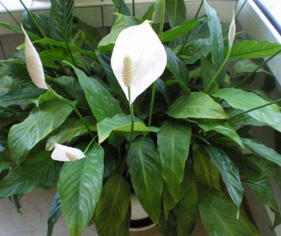 Παράγουν οξυγόνο και καθαρίζουν τις σκόνες και τις τοξίνες του αέρα – Tα φυτά – βόμβες οξυγόνου