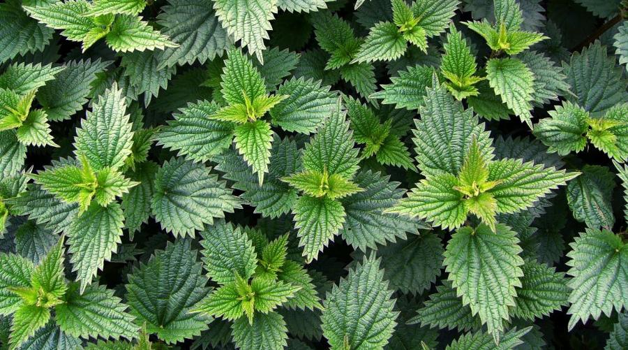 Τσουκνίδα: Οι ασθένειες που καταπολεμά, οι ευεργετικές της ιδιότητες και ο σωστός τρόπος κατανάλωσης