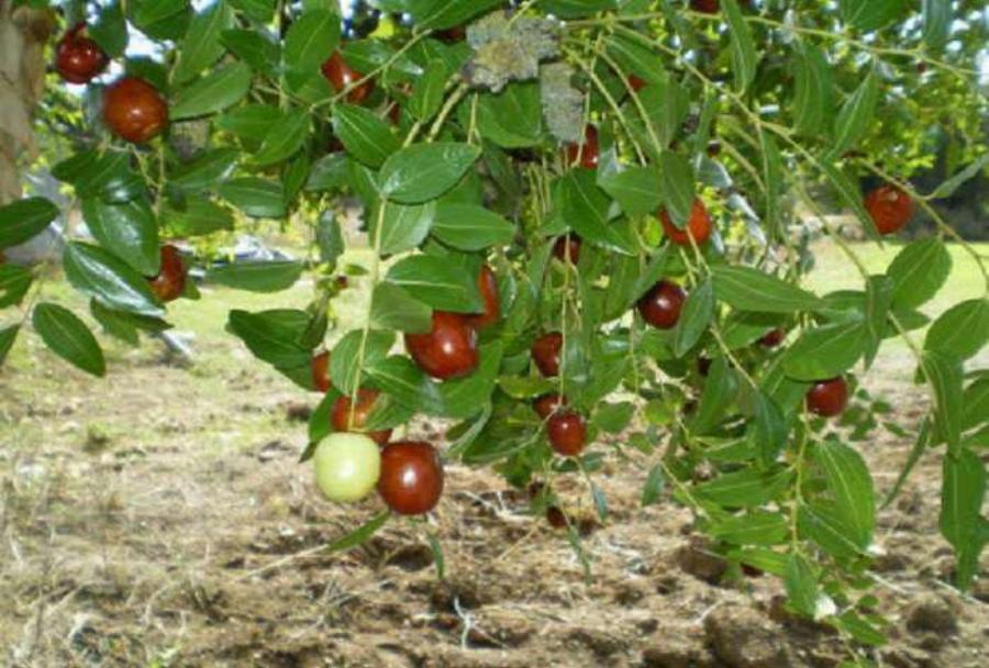 Τζιτζιφιά: Το δέντρο-φάρμακο, η διατροφική του αξία και οι τεράστιες ευεργετικές ιδιότητες των καρπών του