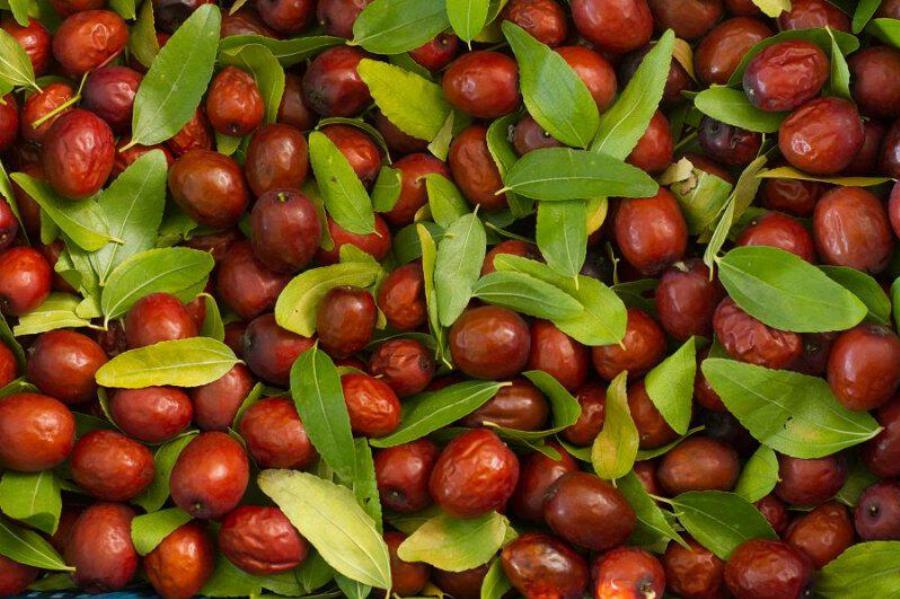 Τζιτζιφιά: Το δέντρο-φάρμακο, η διατροφική του αξία και οι τεράστιες ευεργετικές ιδιότητες των καρπών του