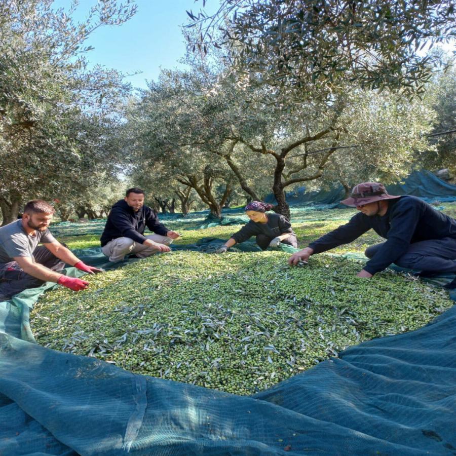 Ο Αλέξανδρος Τζόρβας περιγράφει τη νέα του ζωή στη Λακωνία: Από τερματοφύλακας, αγρότης