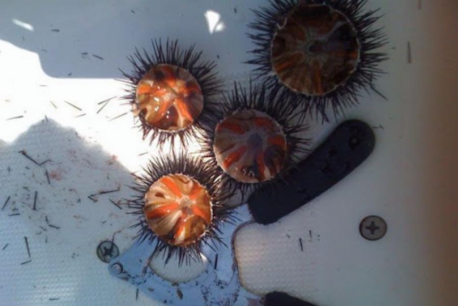 Αχινός: Η επίδραση του στον ανθρώπινο εγκέφαλο – Όσα μας προσφέρει ο αγαπημένος μεζές