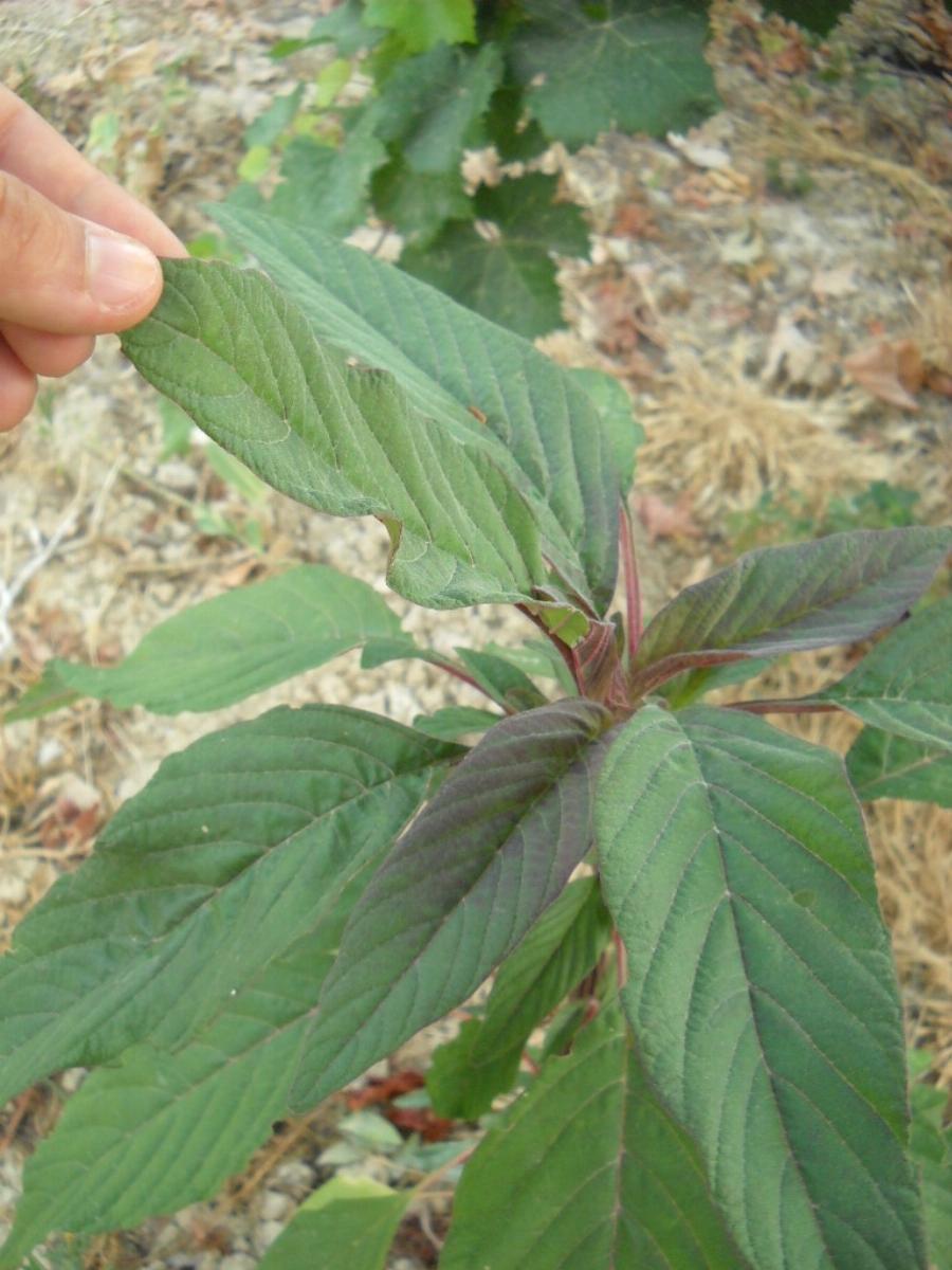 Χόρτα βλίτα: Ανεκτίμητη η διατροφική αξία τους – Ποια τα οφέλη, οι παρενέργειες και τι να προσέχετε