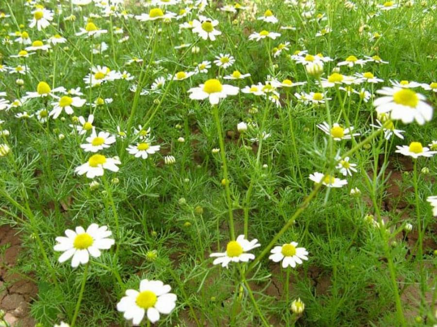Χαμομήλι: Βοηθά στην ανακούφιση από φλεγμονές και σπασμούς – Προστατεύει από τα βακτήρια που προκαλούν έλκος στομάχου