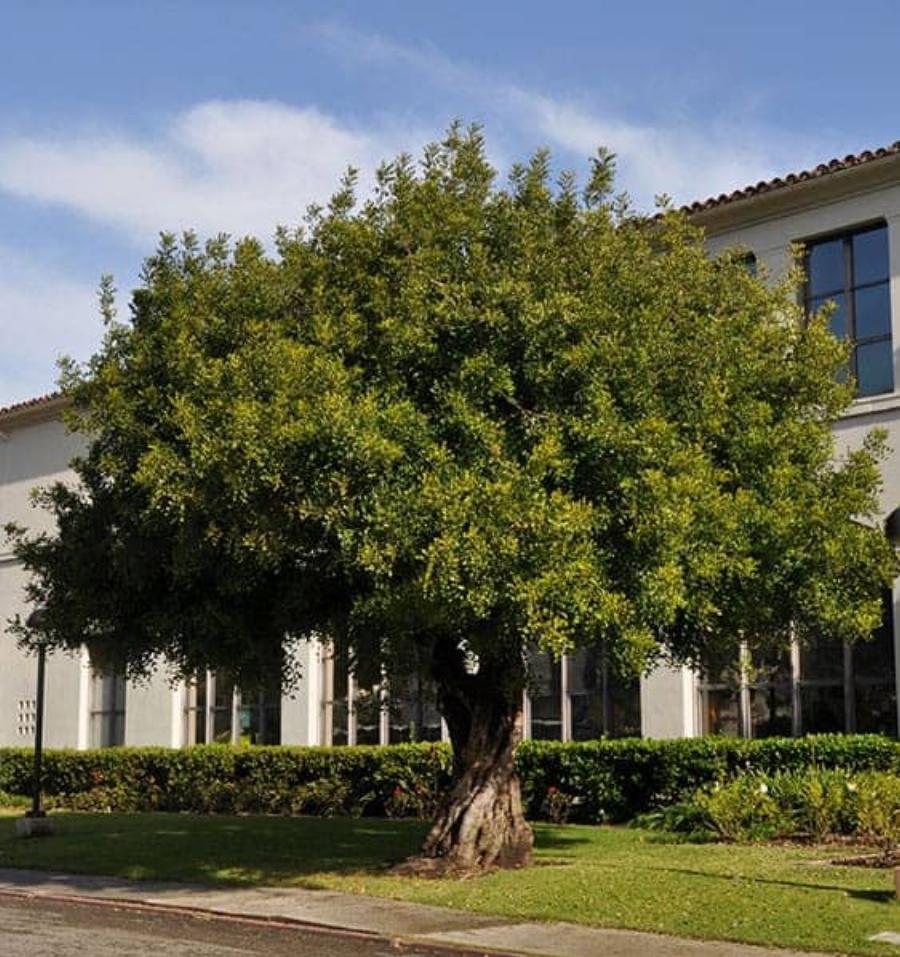 Χαρουπιά: To άγνωστο για πολλούς δέντρο της Ελλάδας με τις πολύτιμες ιδιότητες