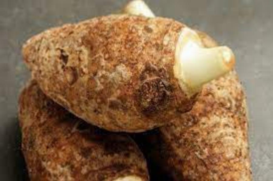 Κολοκάσι: Η άγνωστη υπετροφή της Ικαρίας, το μεγάλο μυστικό της μακροζωίας των κατοίκων του νησιού