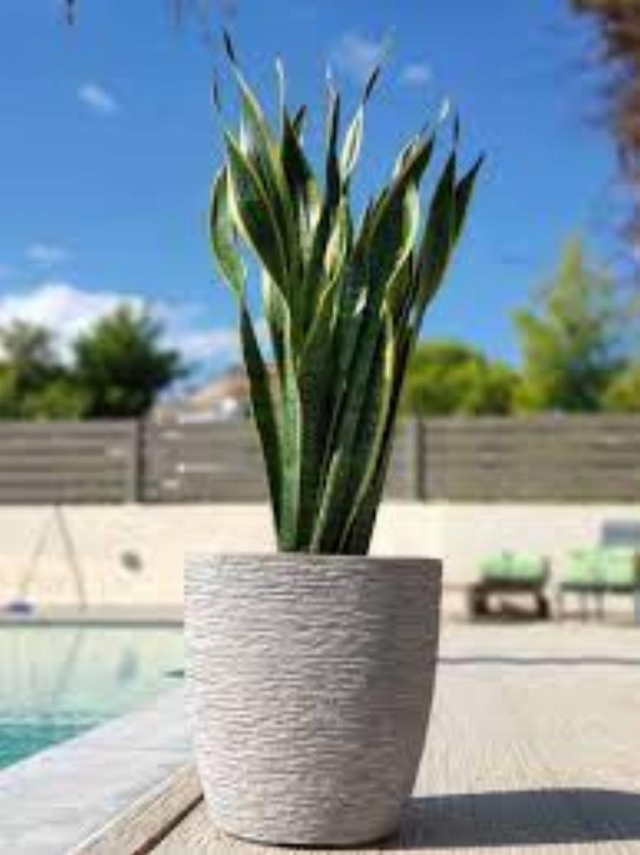 Παράγουν οξυγόνο και καθαρίζουν τις σκόνες και τις τοξίνες του αέρα – Tα φυτά – βόμβες οξυγόνου