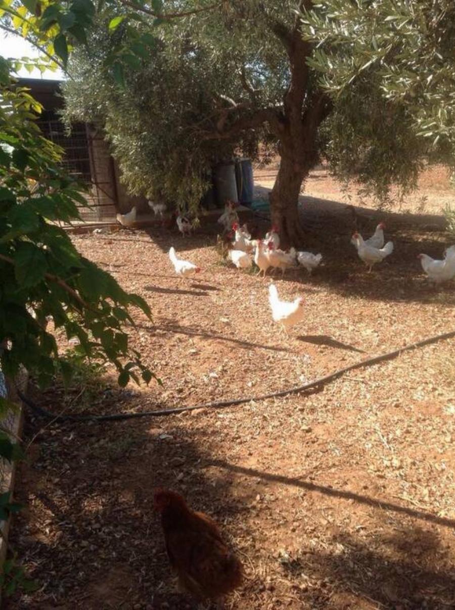 Νίκος Ξανθόπουλος: Η νέα του ζωή στη φύση, οι αγροτικές δουλειές και οι σπάνιες φωτογραφίες από το κτήμα του