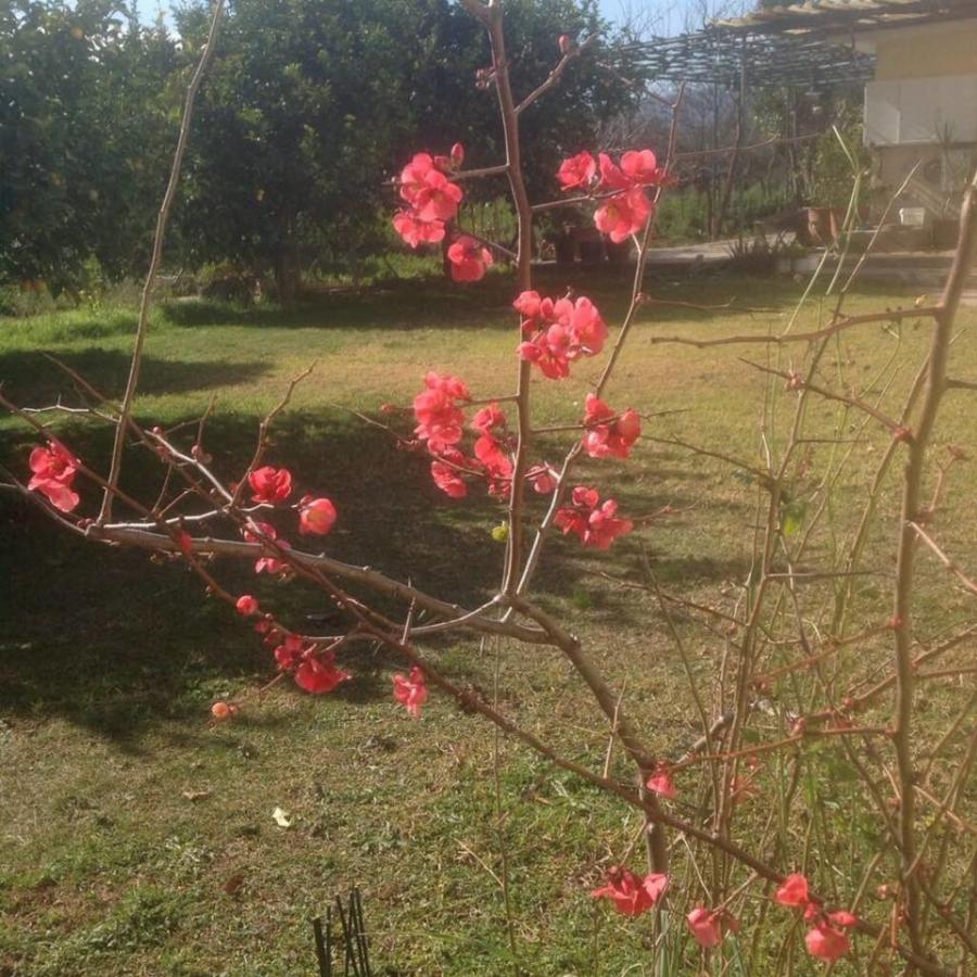 Νίκος Ξανθόπουλος: Η νέα του ζωή στη φύση, οι αγροτικές δουλειές και οι σπάνιες φωτογραφίες από το κτήμα του