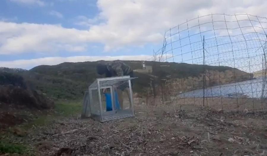 Διέσωσαν από την πείνα δεκάδες εγκαταλελειμμένα σκυλιά – «Απόβαση» φιλόζωων σε βραχονησίδα ανοιχτά της Χίου