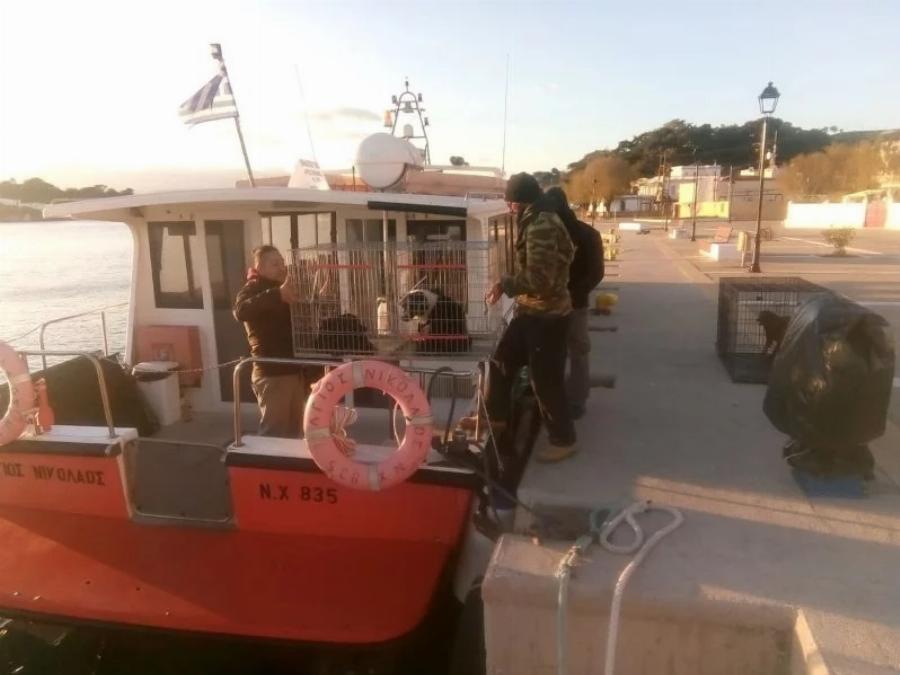 Διέσωσαν από την πείνα δεκάδες εγκαταλελειμμένα σκυλιά – «Απόβαση» φιλόζωων σε βραχονησίδα ανοιχτά της Χίου