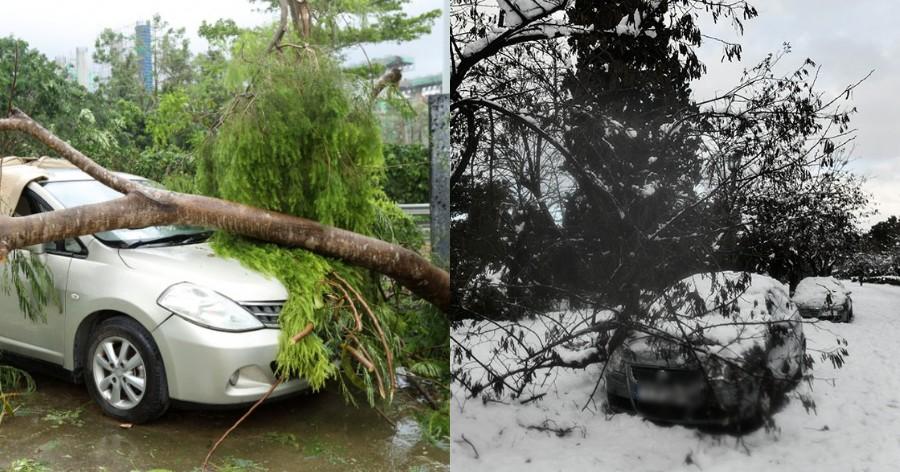 Για να γνωρίζετε τι δικαιούστε:  Ποιος μας αποζημιώνει αν βρούμε το αμάξι μας “πλακωμένο” από δέντρο;