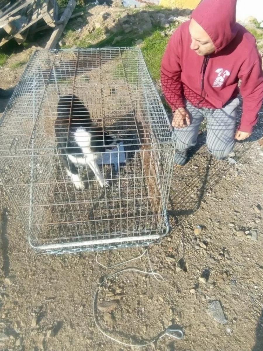 Διέσωσαν από την πείνα δεκάδες εγκαταλελειμμένα σκυλιά – «Απόβαση» φιλόζωων σε βραχονησίδα ανοιχτά της Χίου