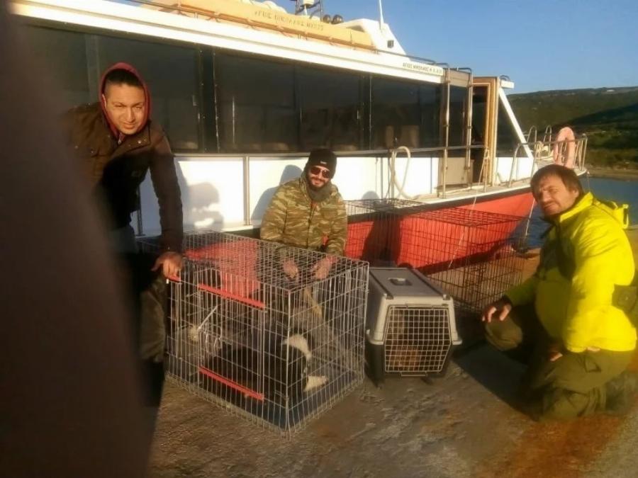 Διέσωσαν από την πείνα δεκάδες εγκαταλελειμμένα σκυλιά – «Απόβαση» φιλόζωων σε βραχονησίδα ανοιχτά της Χίου