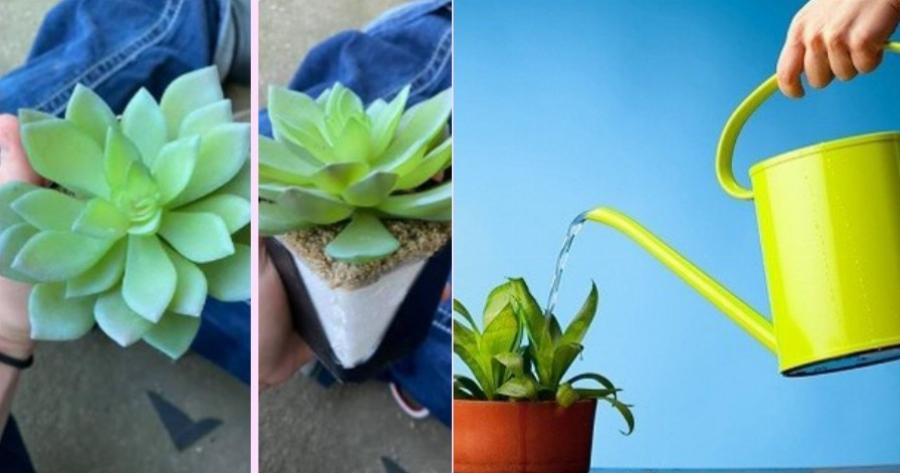 Γυναίκα πότιζε φυτό για 2 ολόκληρα χρόνια πριν ανακαλύψει ότι είναι ψεύτικο