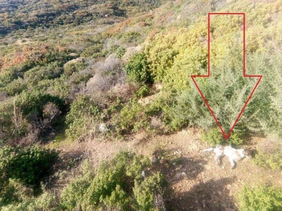 Διέσωσαν από την πείνα δεκάδες εγκαταλελειμμένα σκυλιά – «Απόβαση» φιλόζωων σε βραχονησίδα ανοιχτά της Χίου