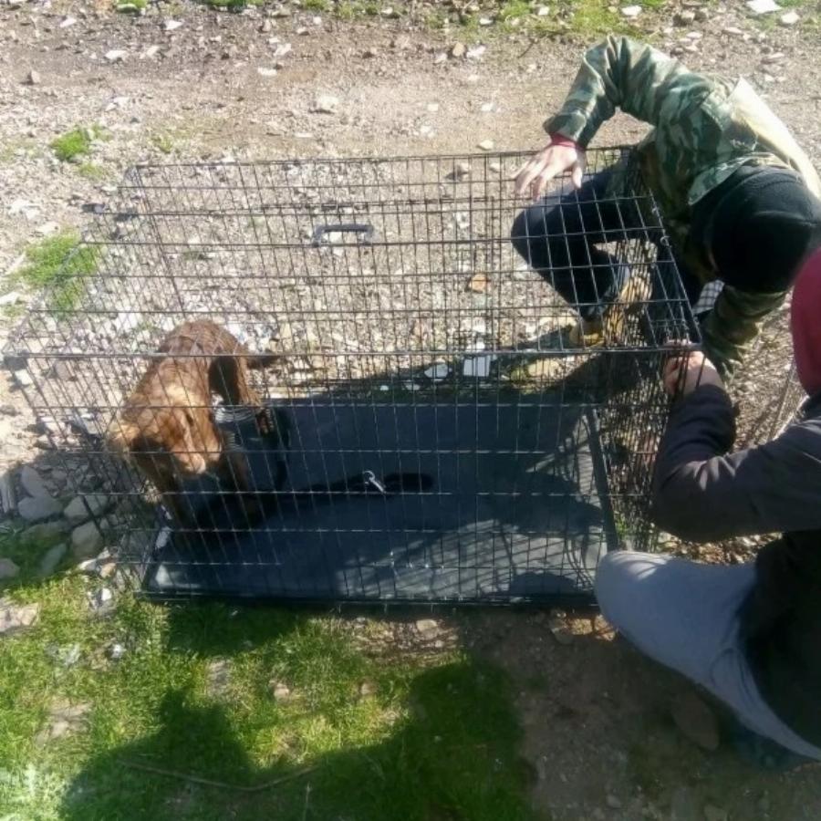 Διέσωσαν από την πείνα δεκάδες εγκαταλελειμμένα σκυλιά – «Απόβαση» φιλόζωων σε βραχονησίδα ανοιχτά της Χίου