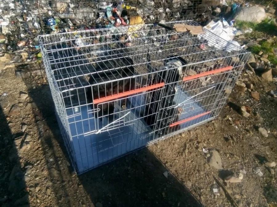 Διέσωσαν από την πείνα δεκάδες εγκαταλελειμμένα σκυλιά – «Απόβαση» φιλόζωων σε βραχονησίδα ανοιχτά της Χίου